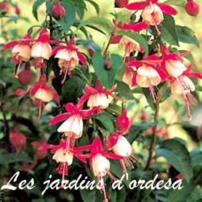 Fuchsia madame cornelissen
